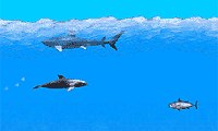 Dolphin Swimming 